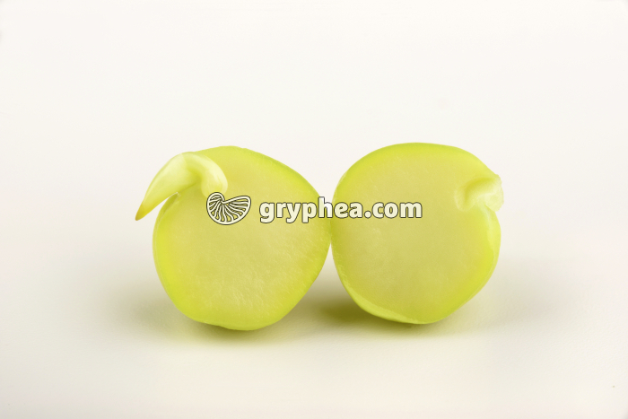 Pois (Pisum sativum) - Dissection de la graine - gryphea.org